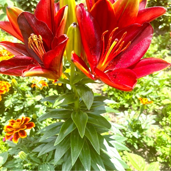 🌻 Your Satisfaction Matters 🌻 - Picture 1 of 4